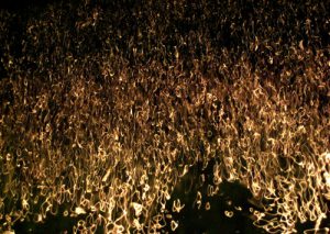 655cf7f08254436b1df6b279ffc38784