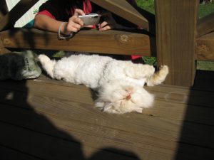 8938fc981672a91f27b49fef3a9aa529